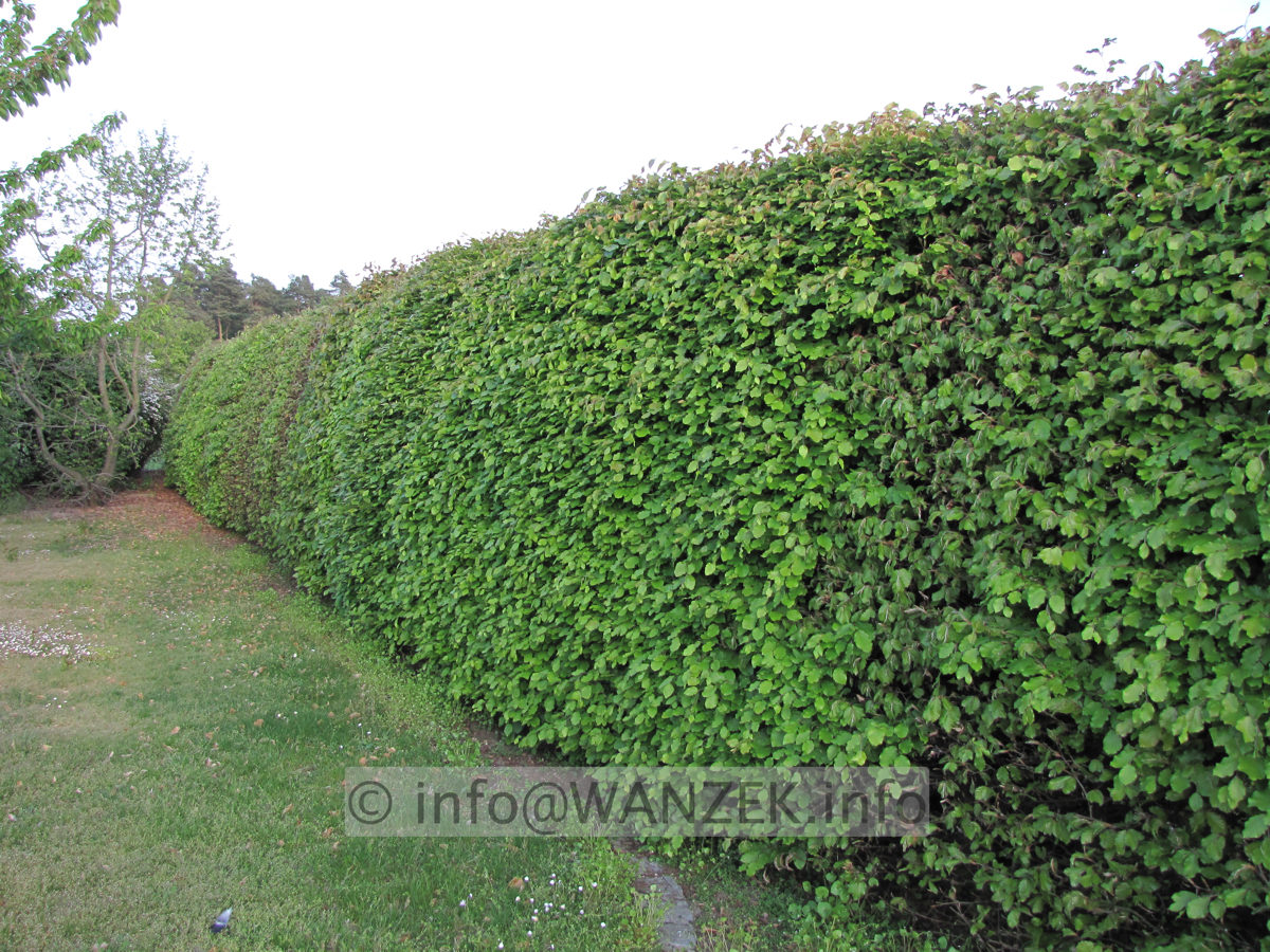 Fagus sylvatica - Hecke im Austrieb1.JPG